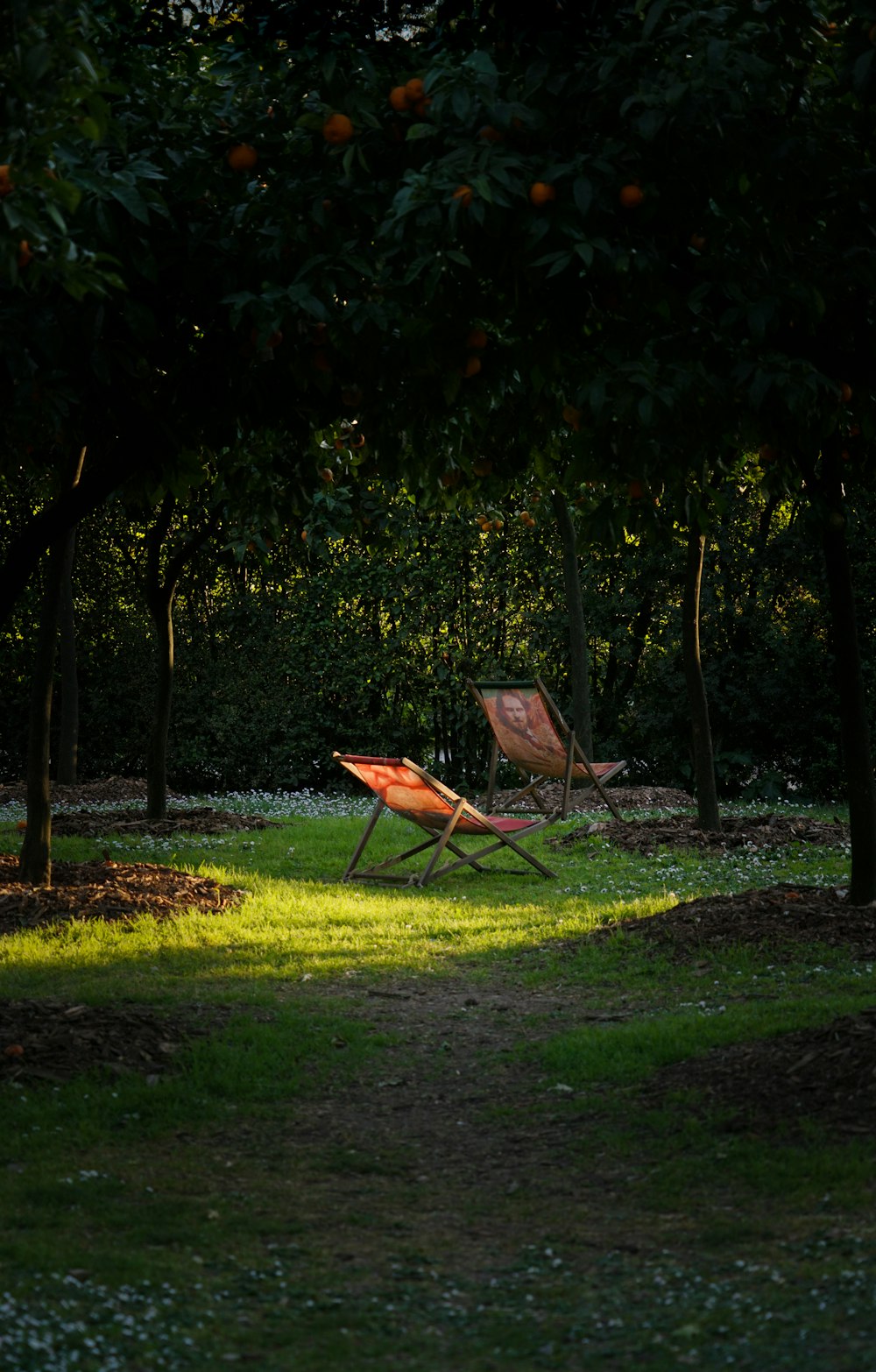 a lawn chair sitting in the shade of an orange tree