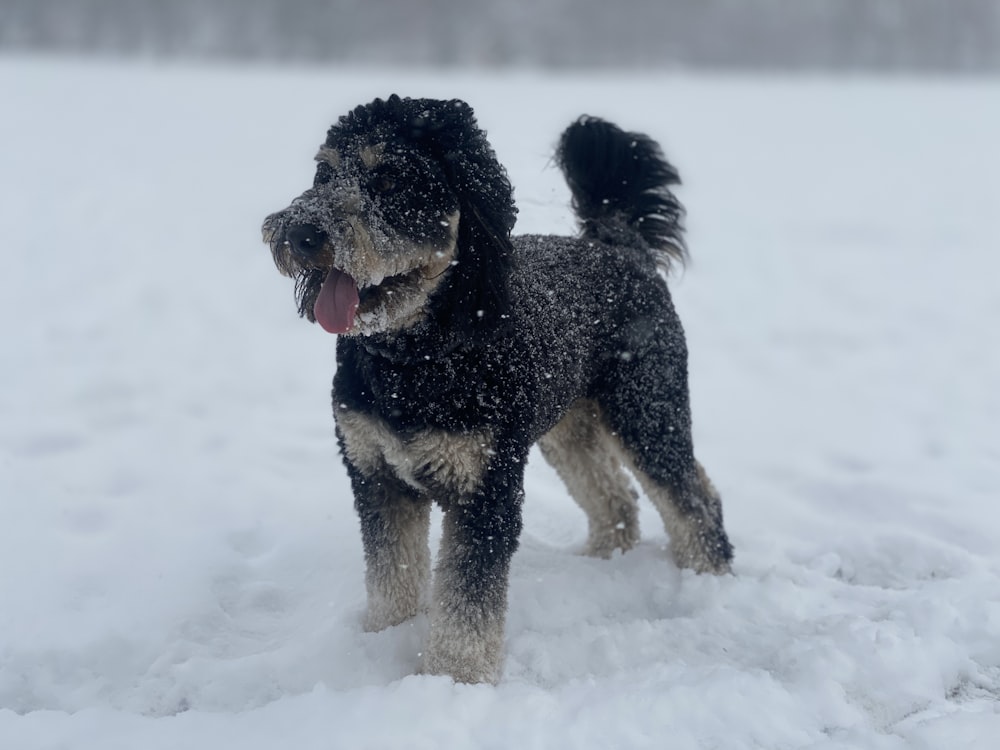 a black and white dog standing in the snow