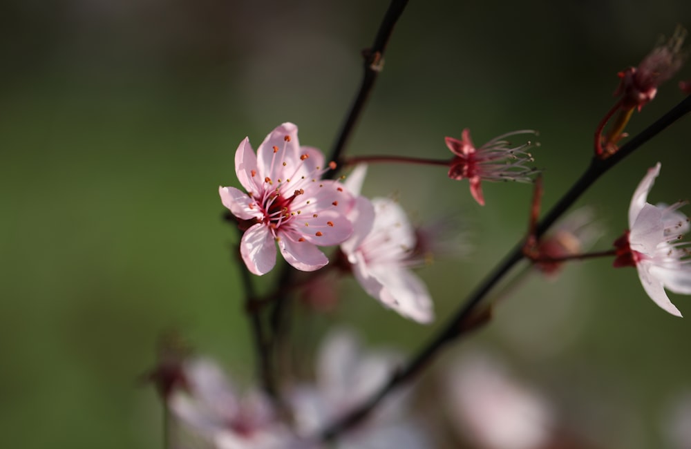 a close up of a flower on a tree branch