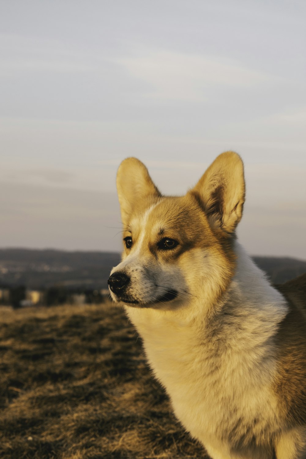 a brown and white dog standing on top of a grass covered field