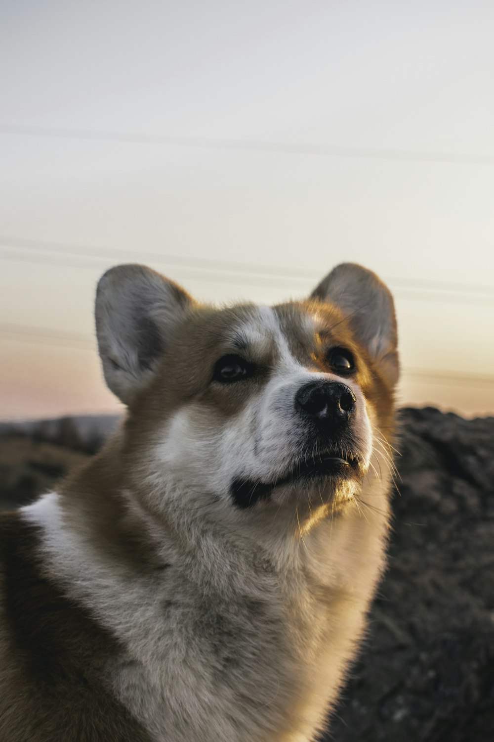 a close up of a dog with a sky background