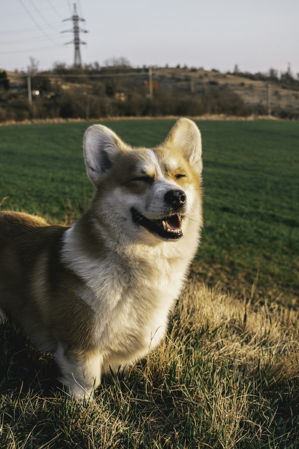 a brown and white dog standing on top of a grass covered field