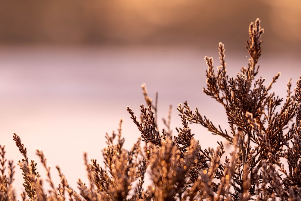 a close up of a plant with a body of water in the background