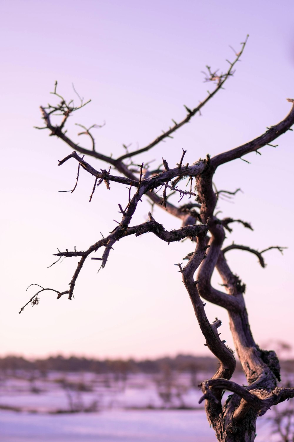 a bare tree branch with no leaves on it