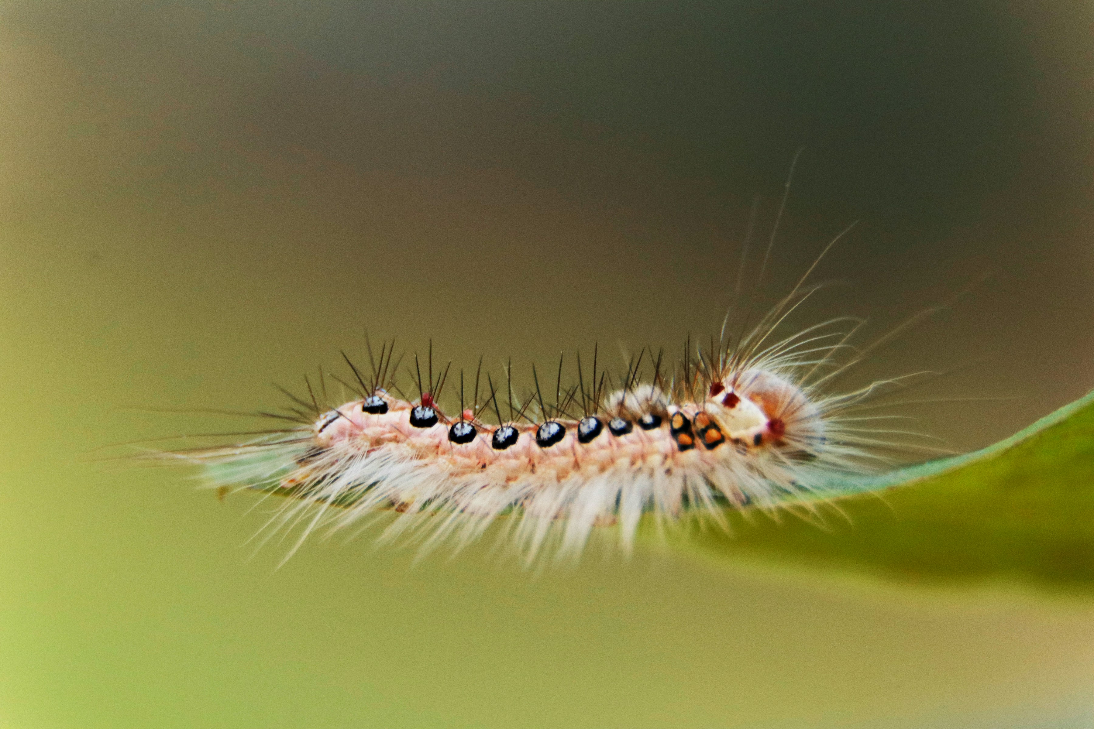 a close up of a caterpillar on a leaf