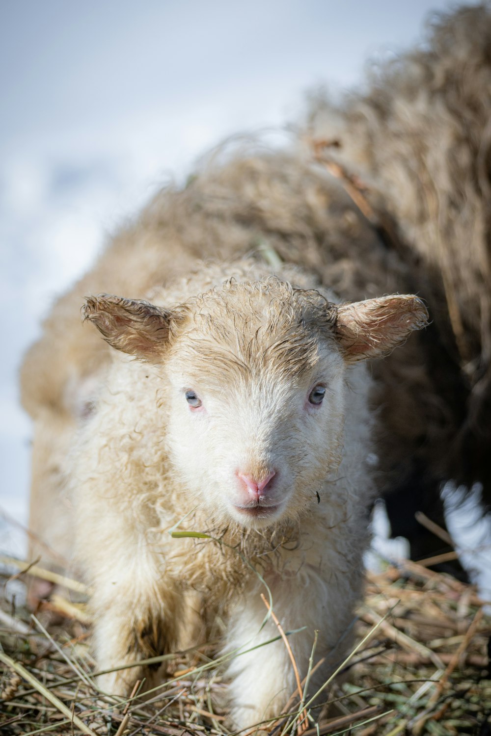 a couple of sheep standing on top of a pile of hay