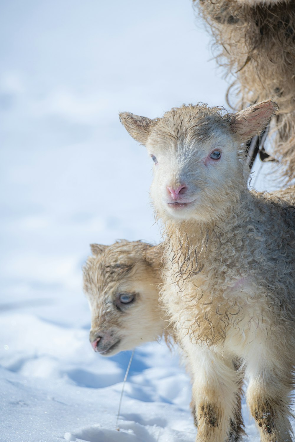 a baby sheep standing next to an adult sheep in the snow