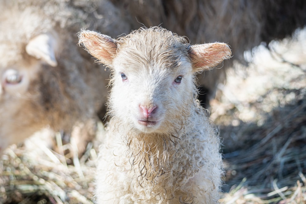 a close up of a sheep with a blurry background
