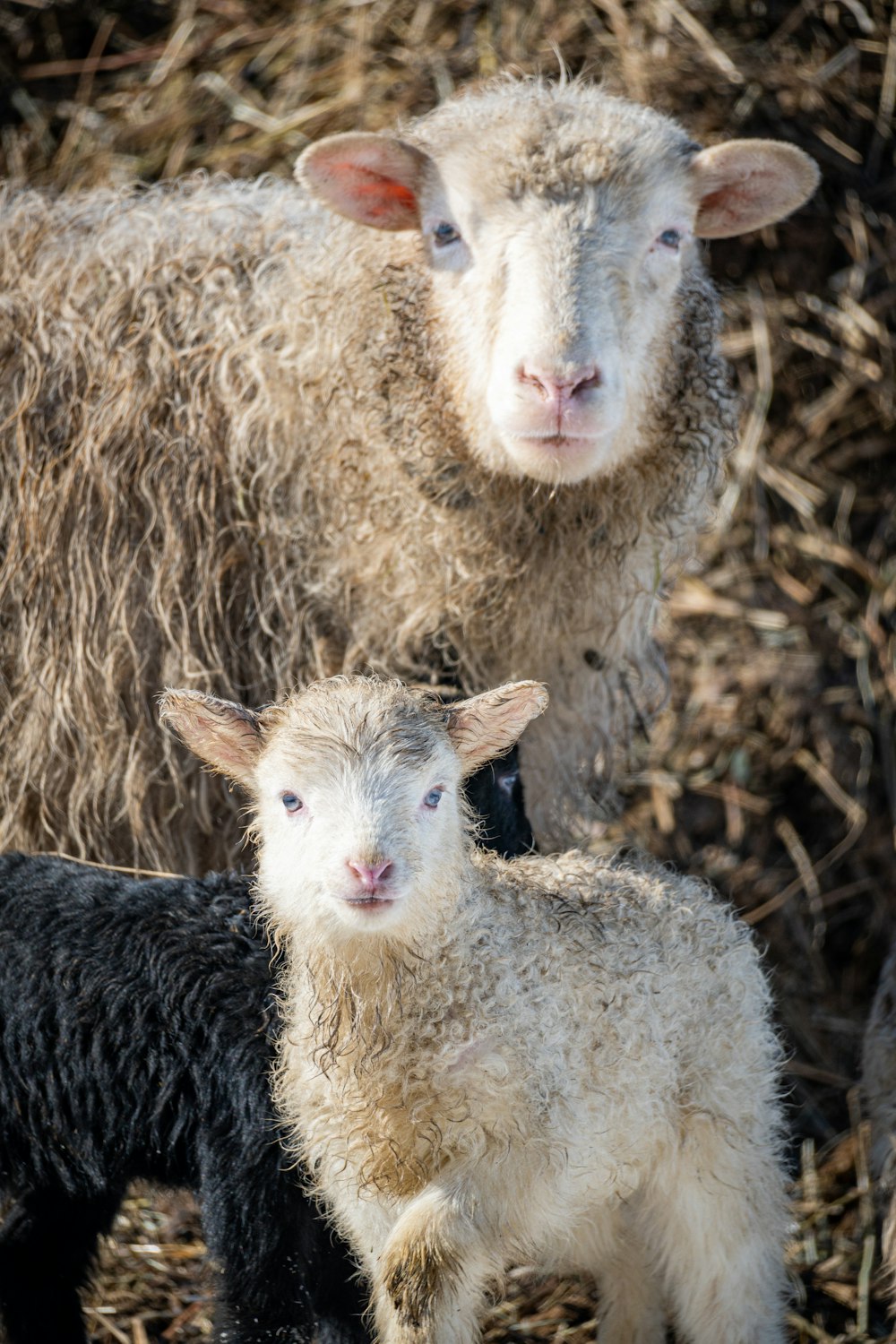 a couple of sheep standing next to each other