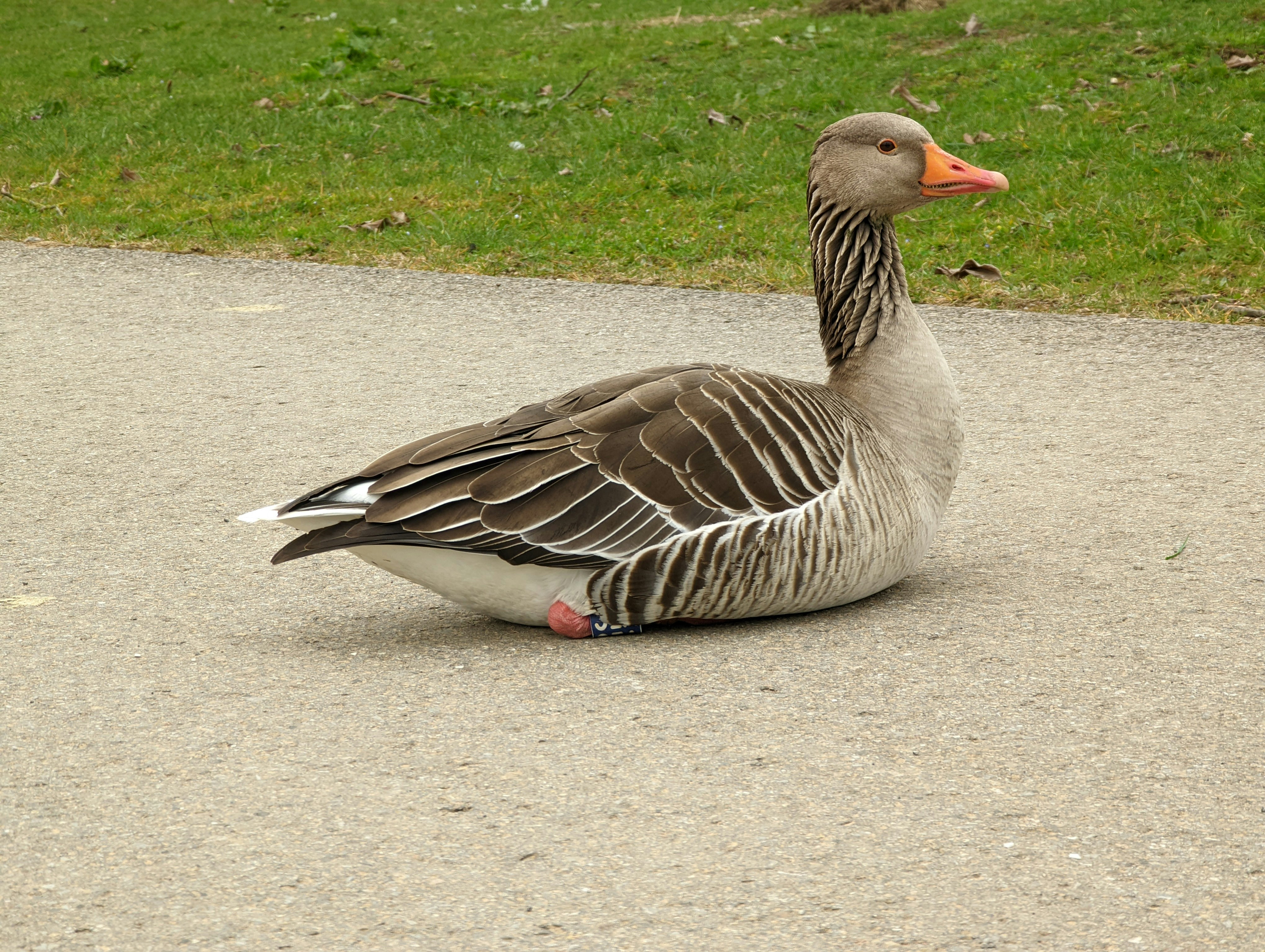 a duck that is sitting on the ground