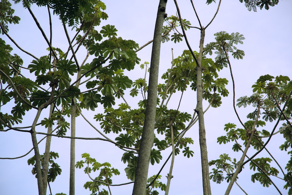 a bird perched on a tree branch in a forest