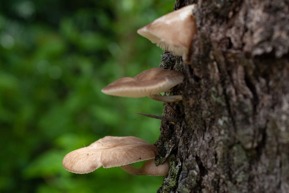 a group of mushrooms growing on the side of a tree