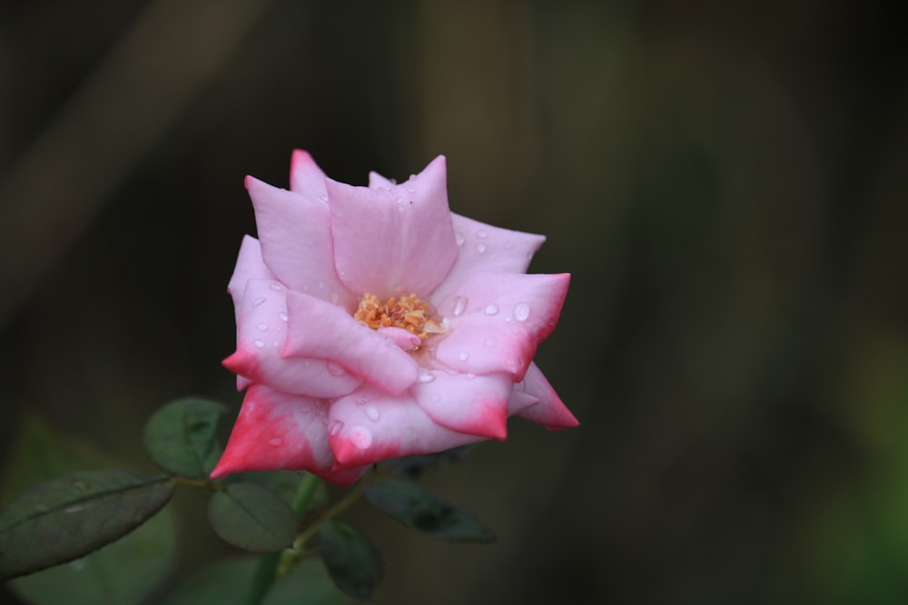 a pink flower with water droplets on it