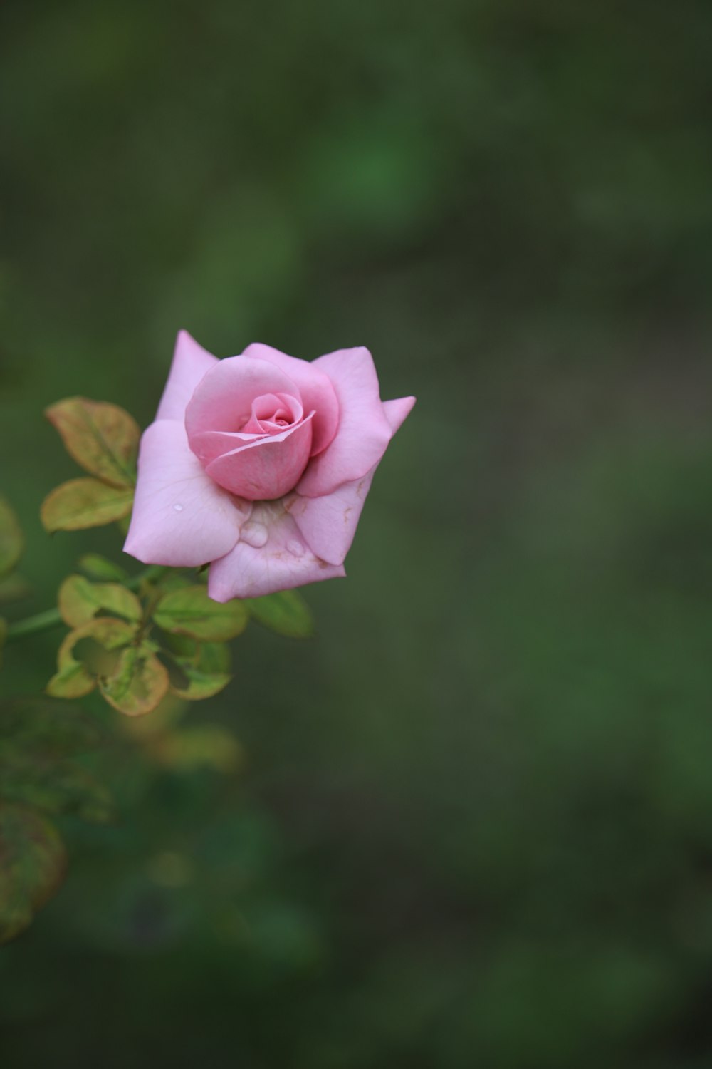 a pink rose is blooming on a bush