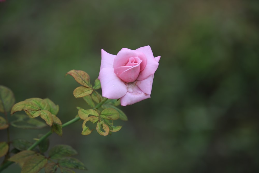 a pink rose with green leaves in the foreground