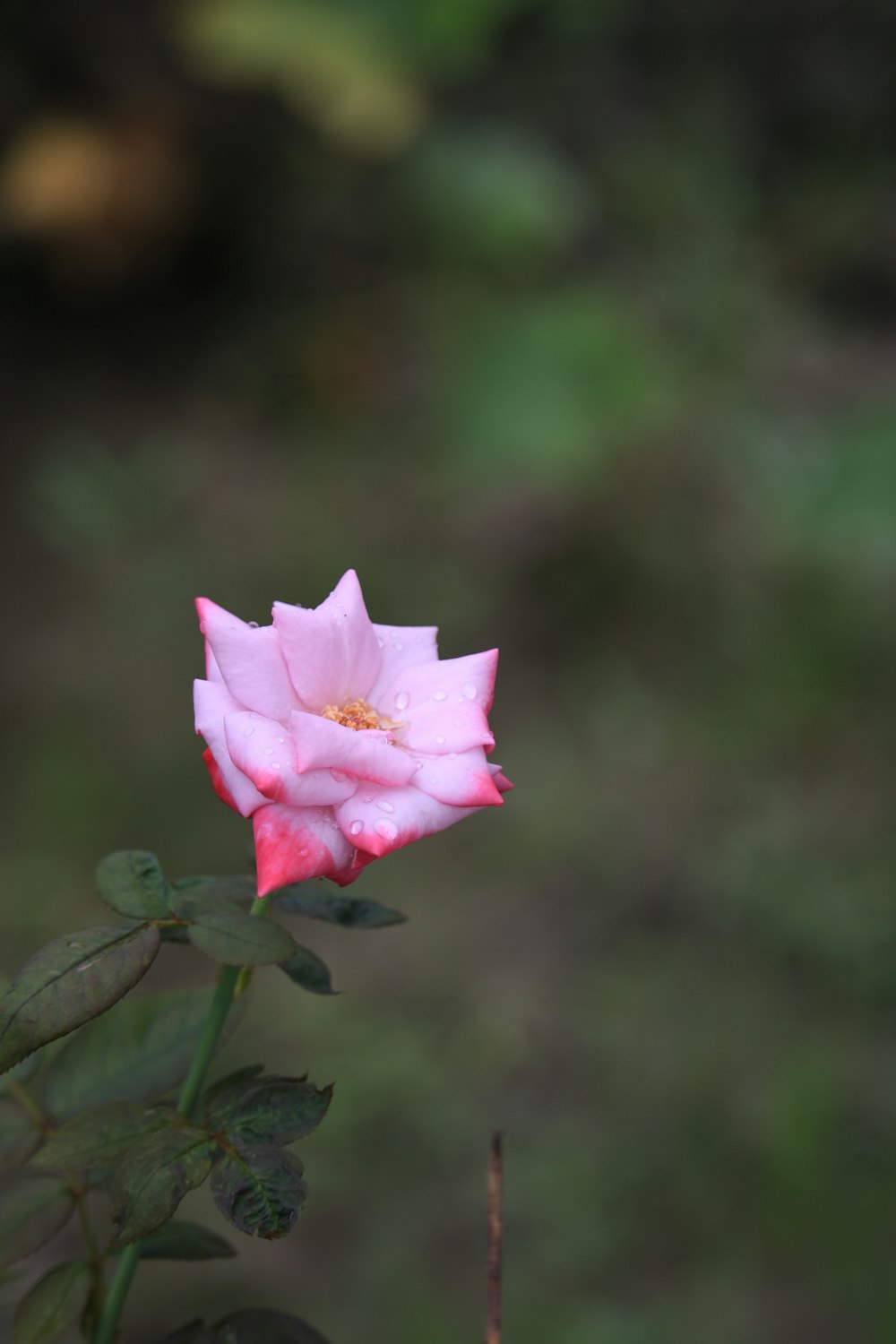 a pink rose is blooming in a garden