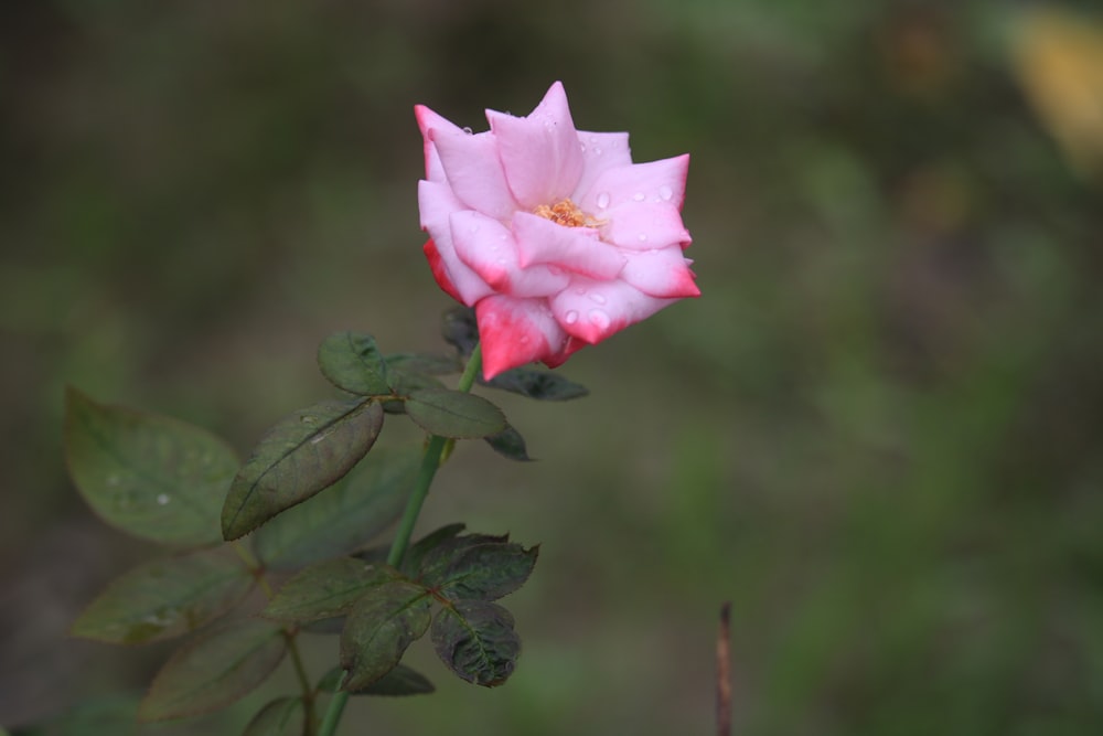 a single pink rose with green leaves in the foreground