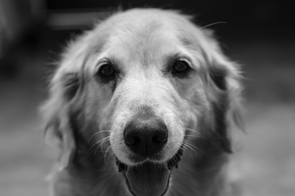 a black and white photo of a dog's face