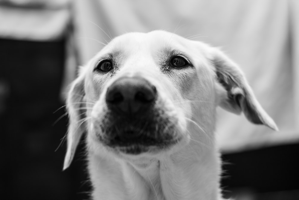 a close up of a dog's face with a person in the background