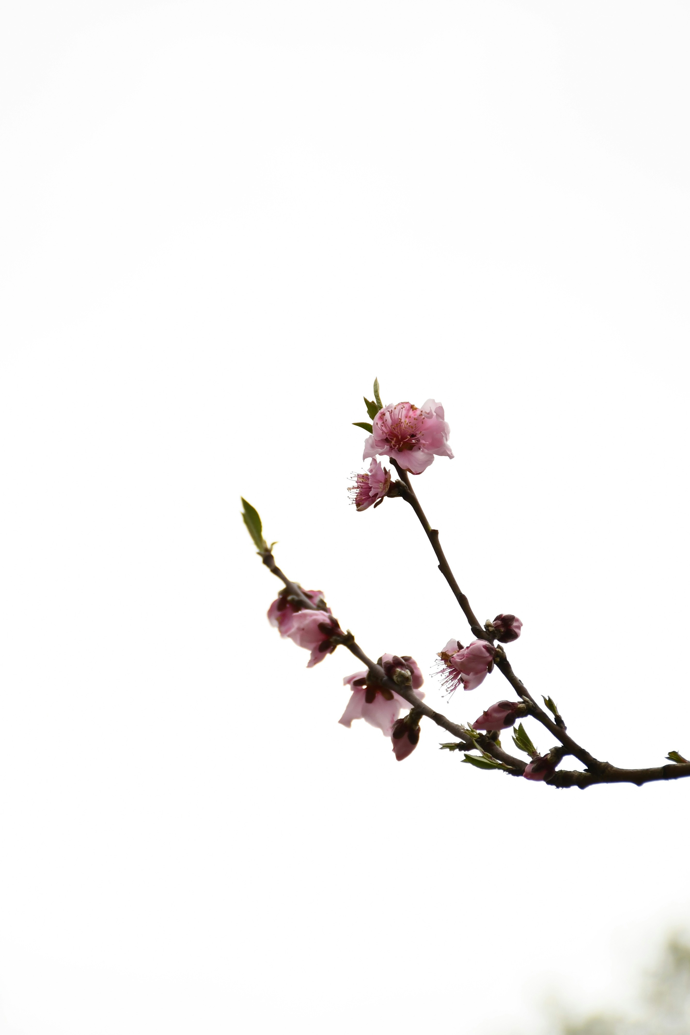 Photo by mohamadaminsajad_ir