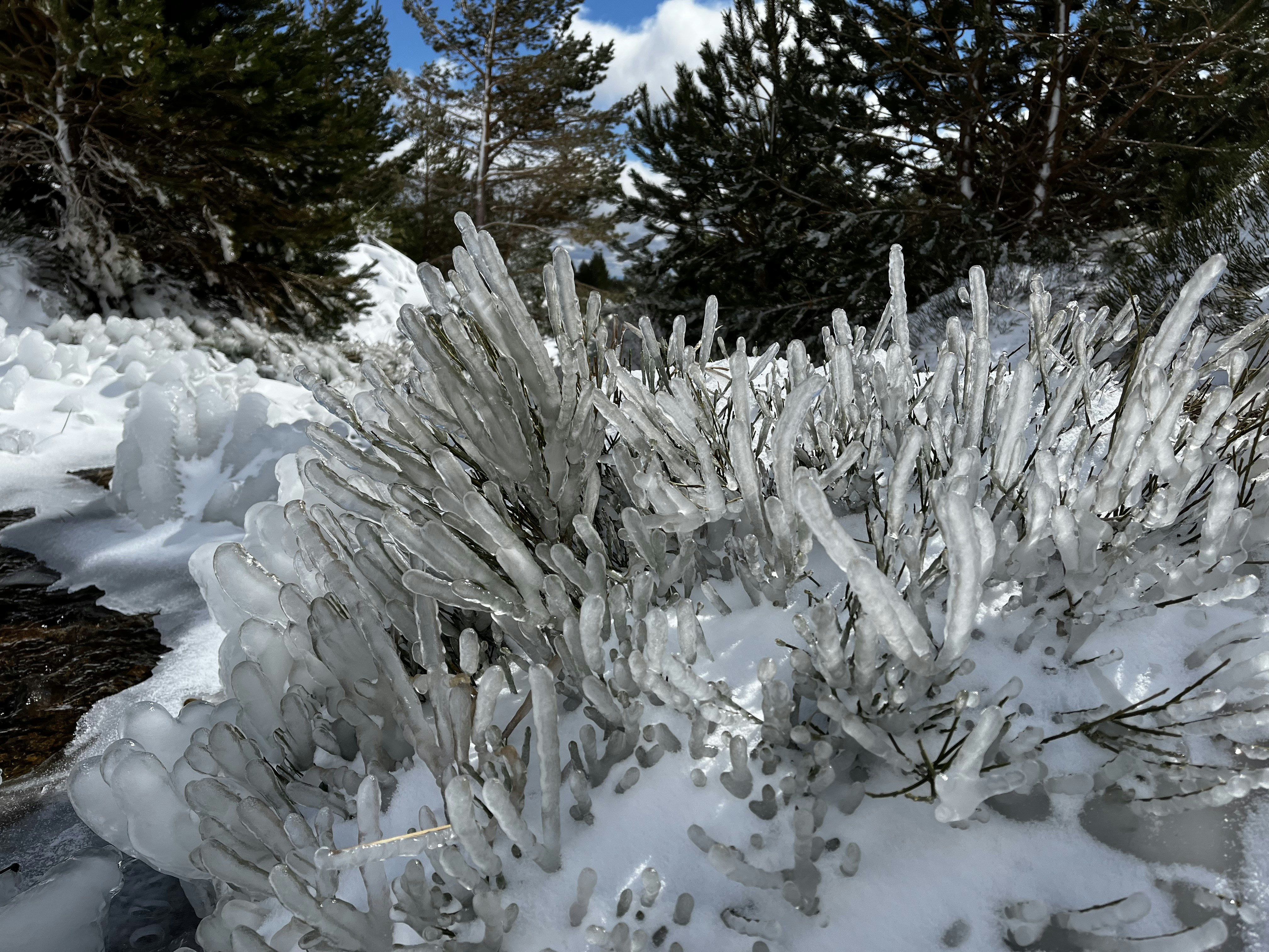 a bush covered in snow next to a forest