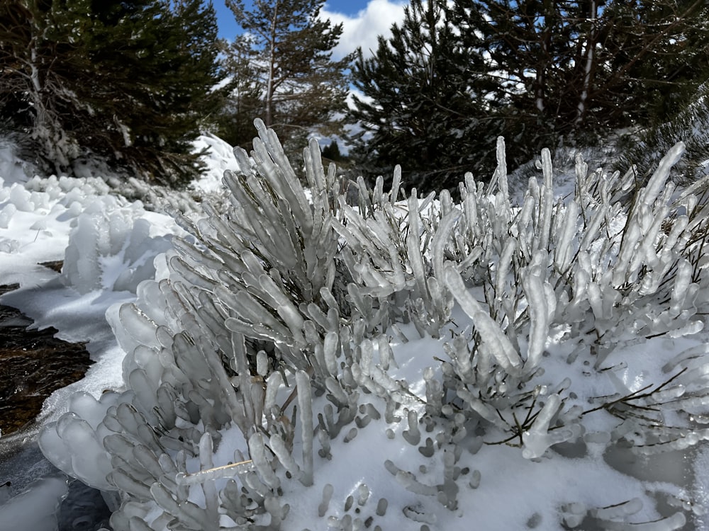 Un arbusto cubierto de nieve junto a un bosque
