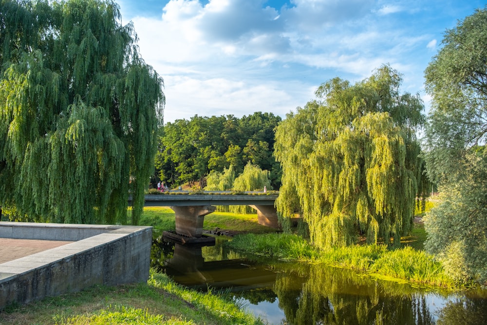 a bridge over a river in a park