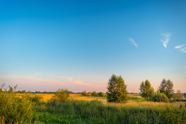 A serene landscape featuring lush greenery and vibrant flowers under a clear blue sky.