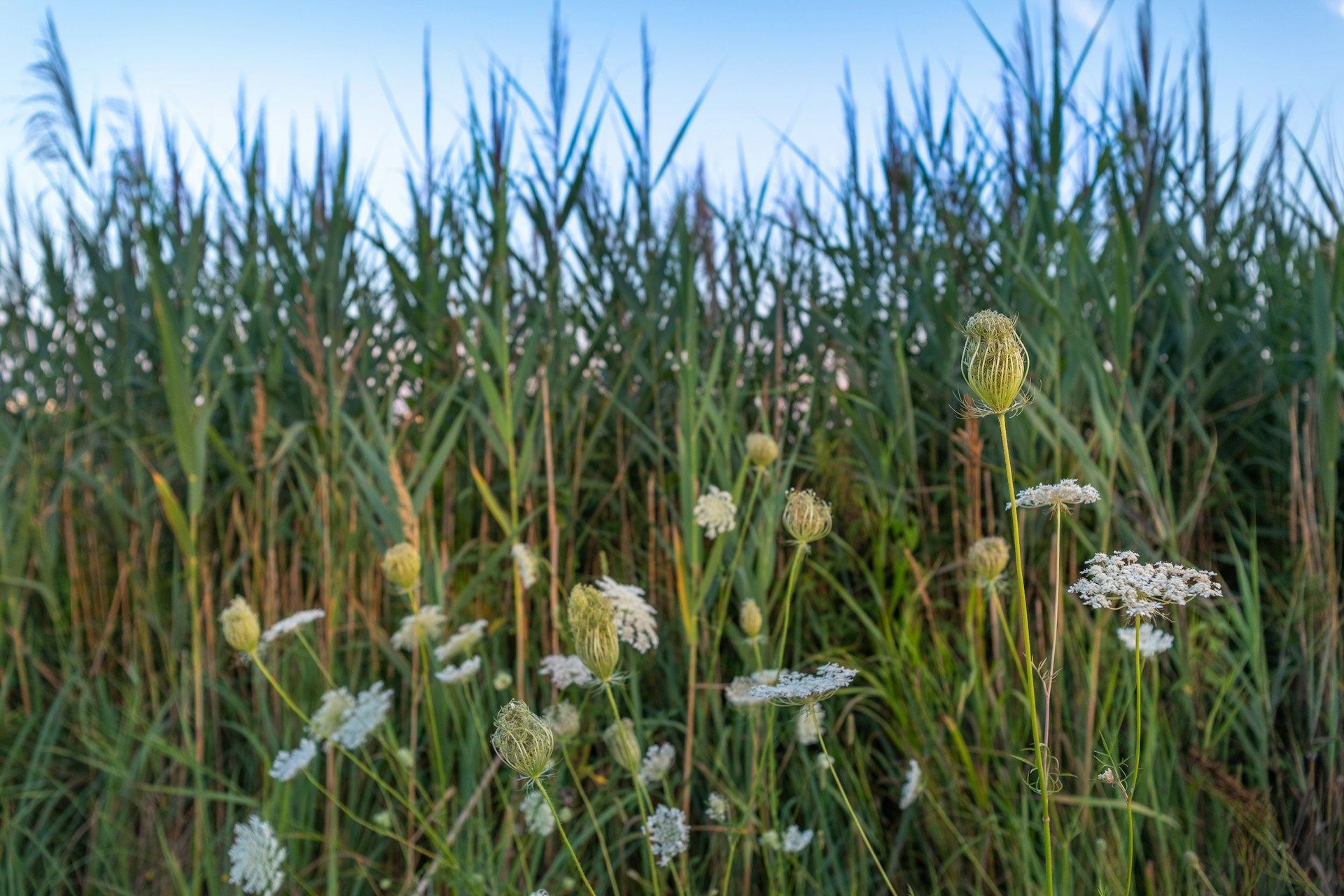 a field of tall grass with white flowers