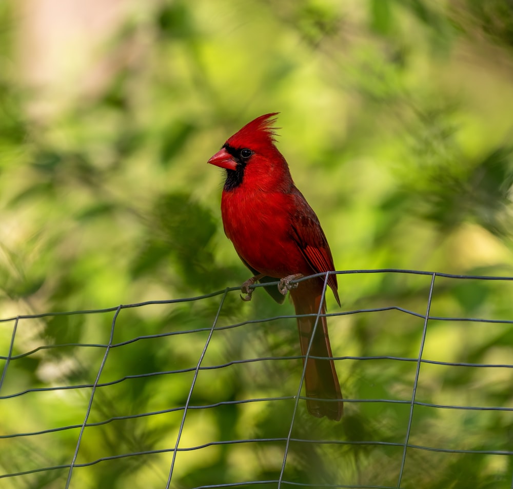 a red bird sitting on top of a wire fence