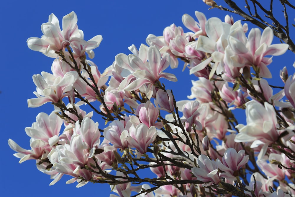 a bunch of pink and white flowers on a tree