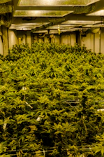 a large room filled with lots of green plants