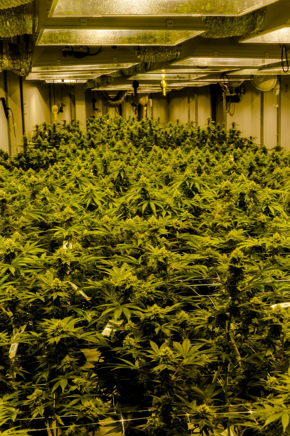 a large room filled with lots of green plants