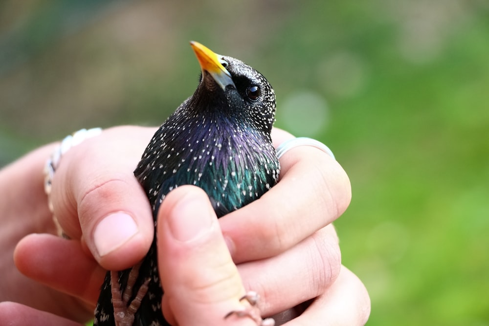 a person holding a small bird in their hand