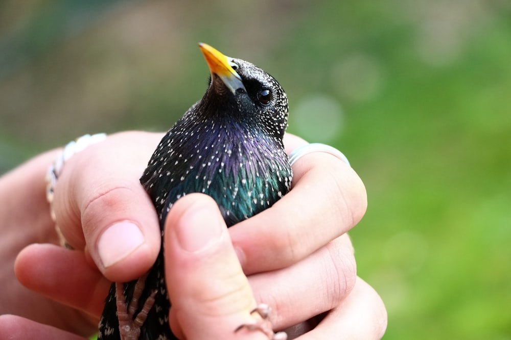 uma pessoa segurando um pequeno pássaro em sua mão