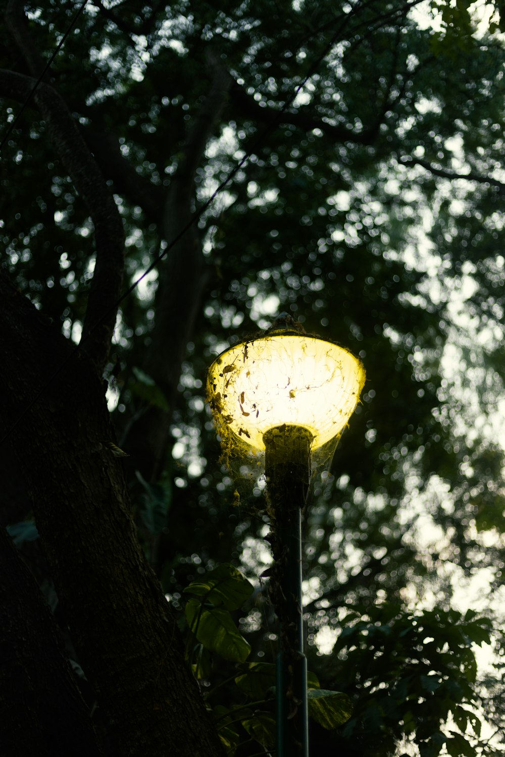 a street light in the middle of a forest