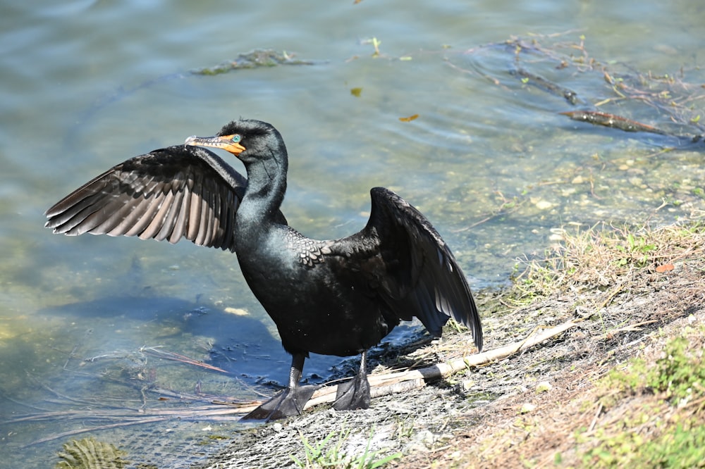 a black bird with its wings spread sitting on the shore of a lake