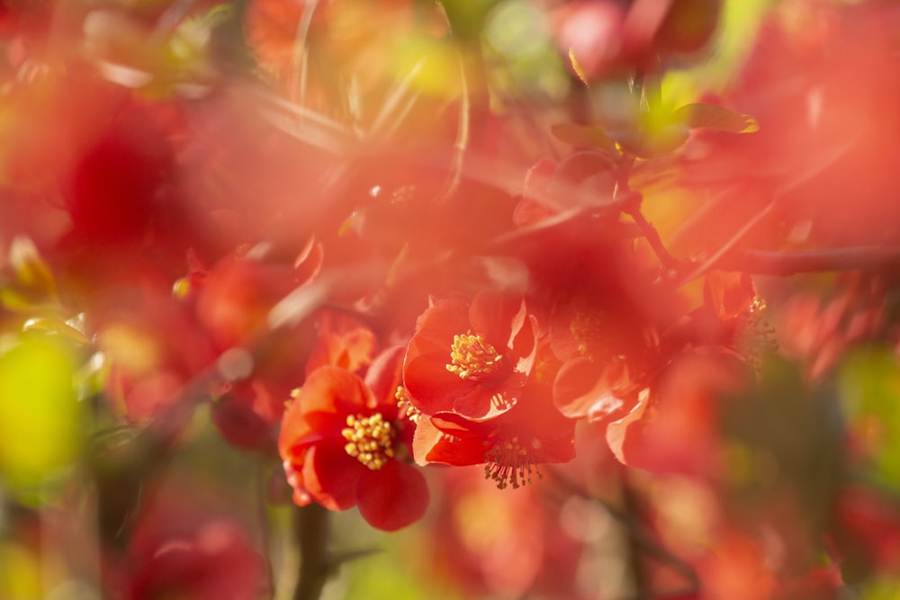 a close up of a red flower on a tree