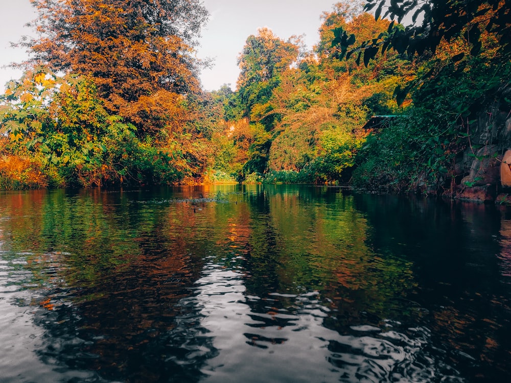 a body of water surrounded by trees