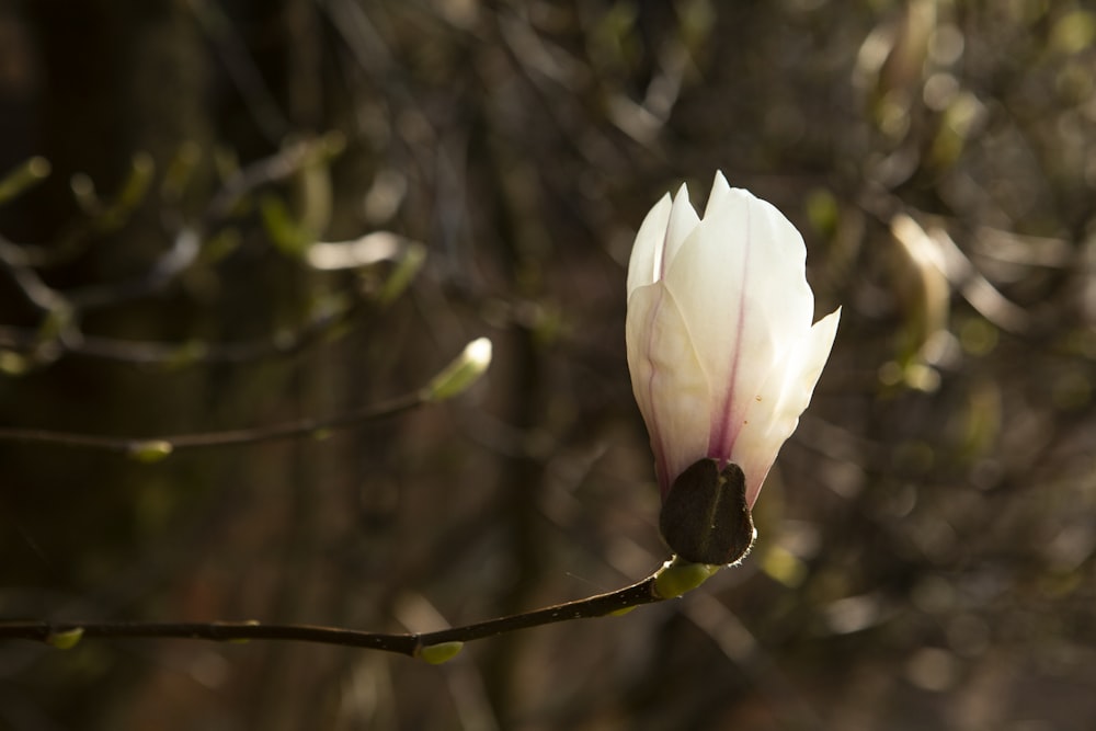 a white flower is blooming on a tree branch