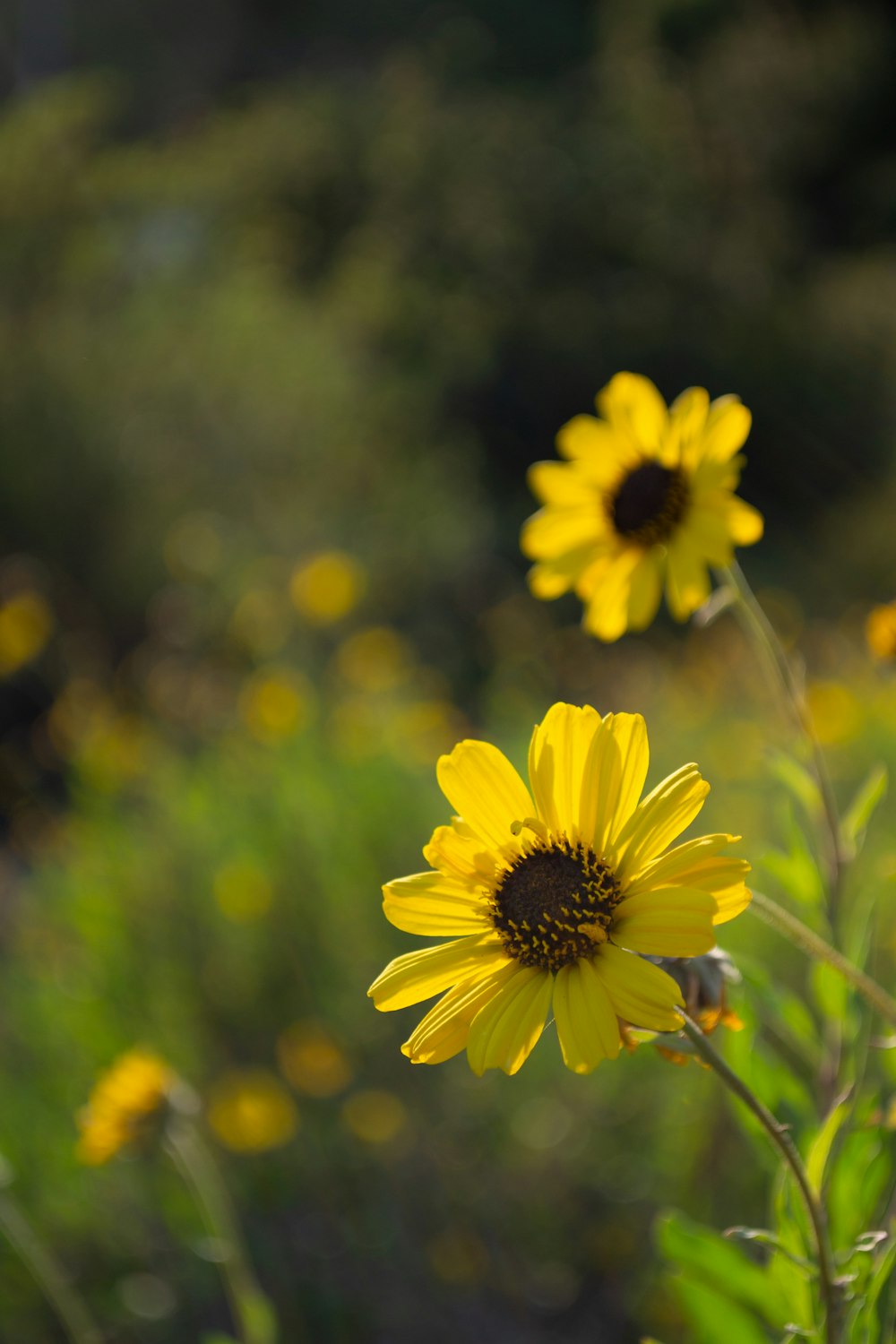 a field full of yellow flowers with trees in the background