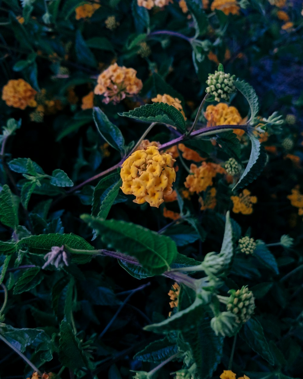 a bunch of flowers that are in the grass