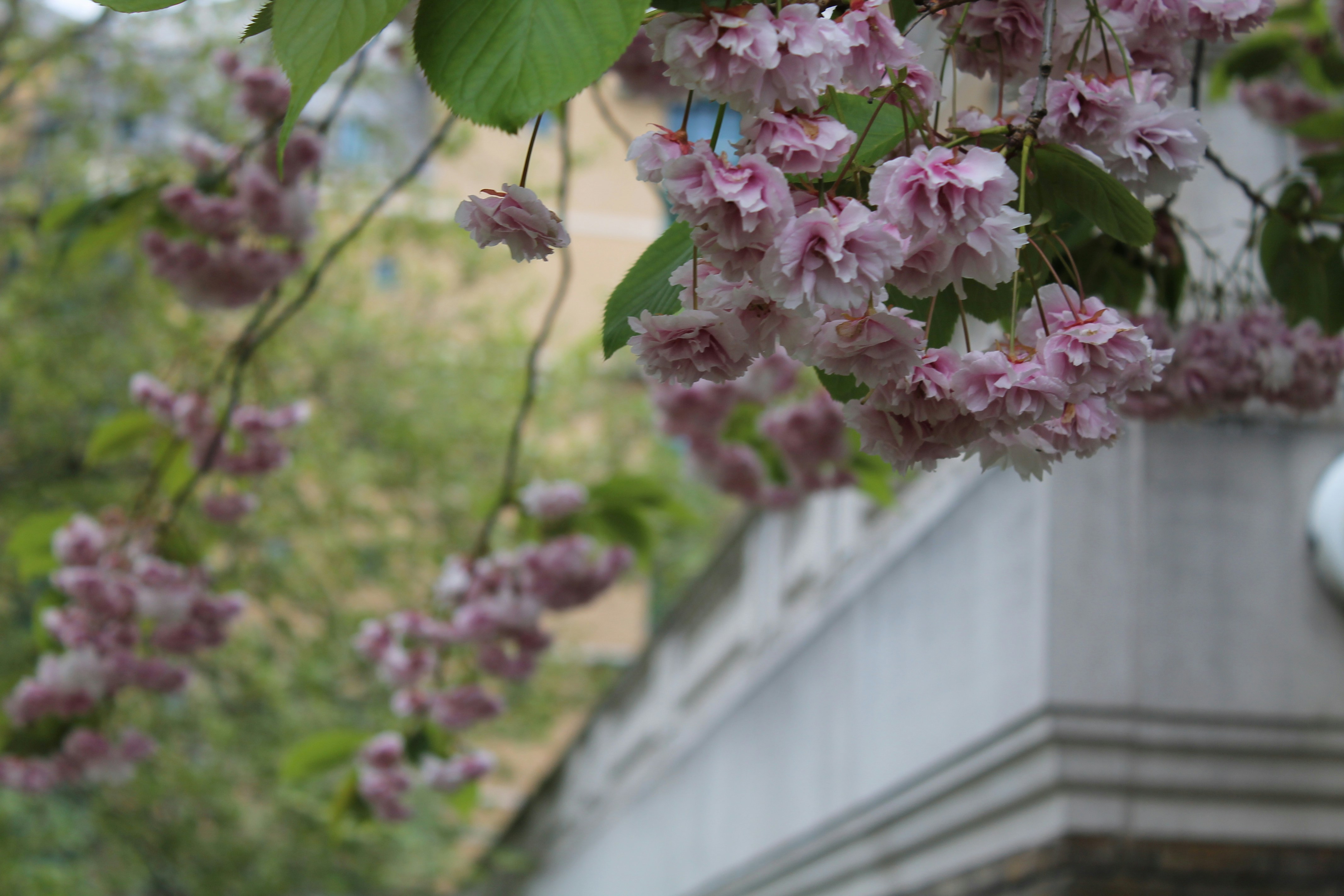 Photo by balesphotographyco