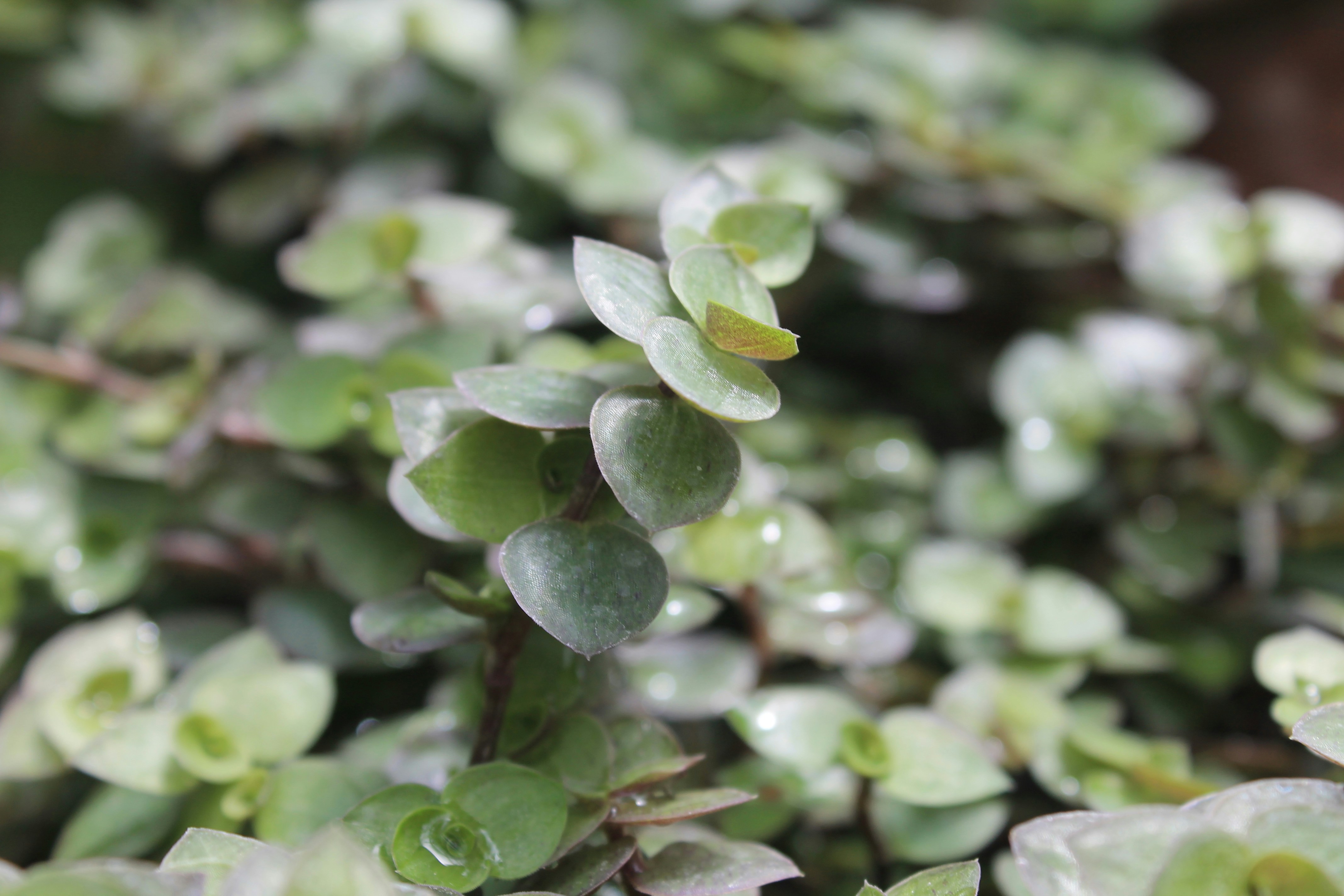 Photo by balesphotographyco