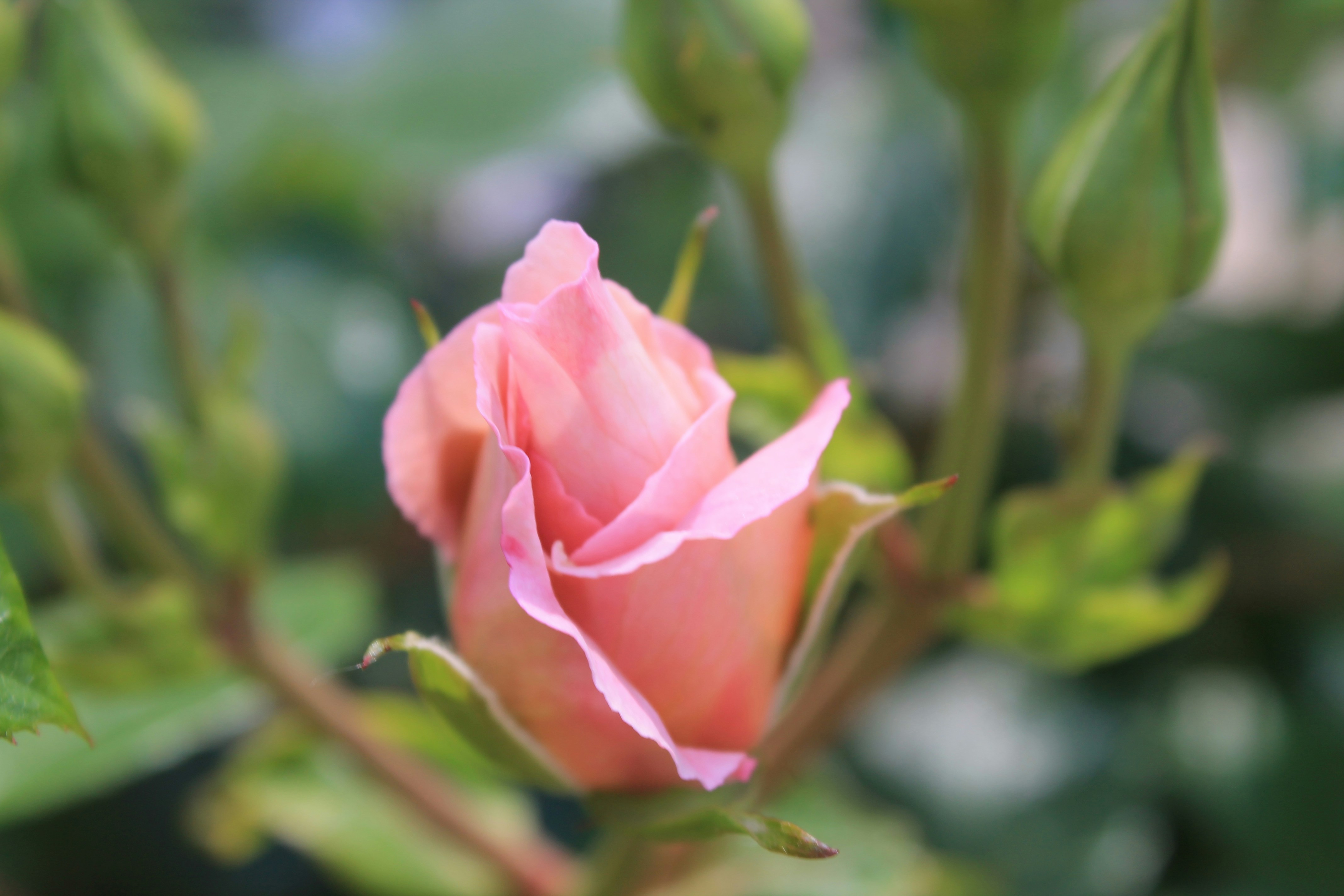 Photo by balesphotographyco