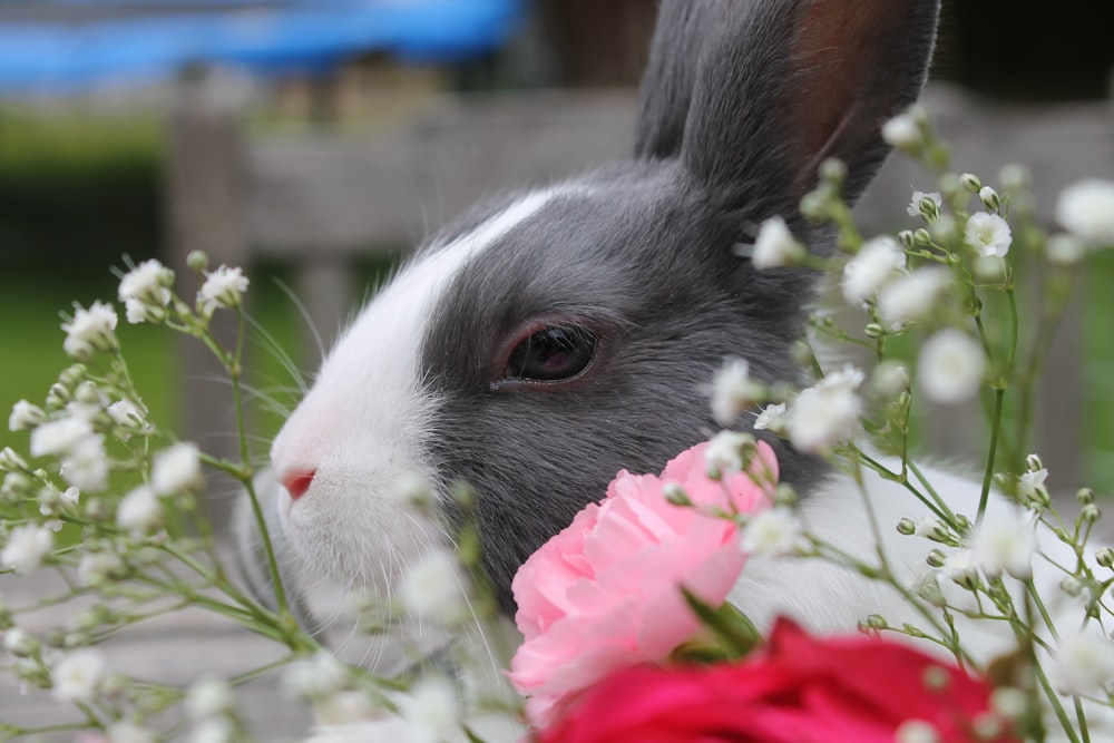 Un lapin gris et blanc mangeant une fleur rose