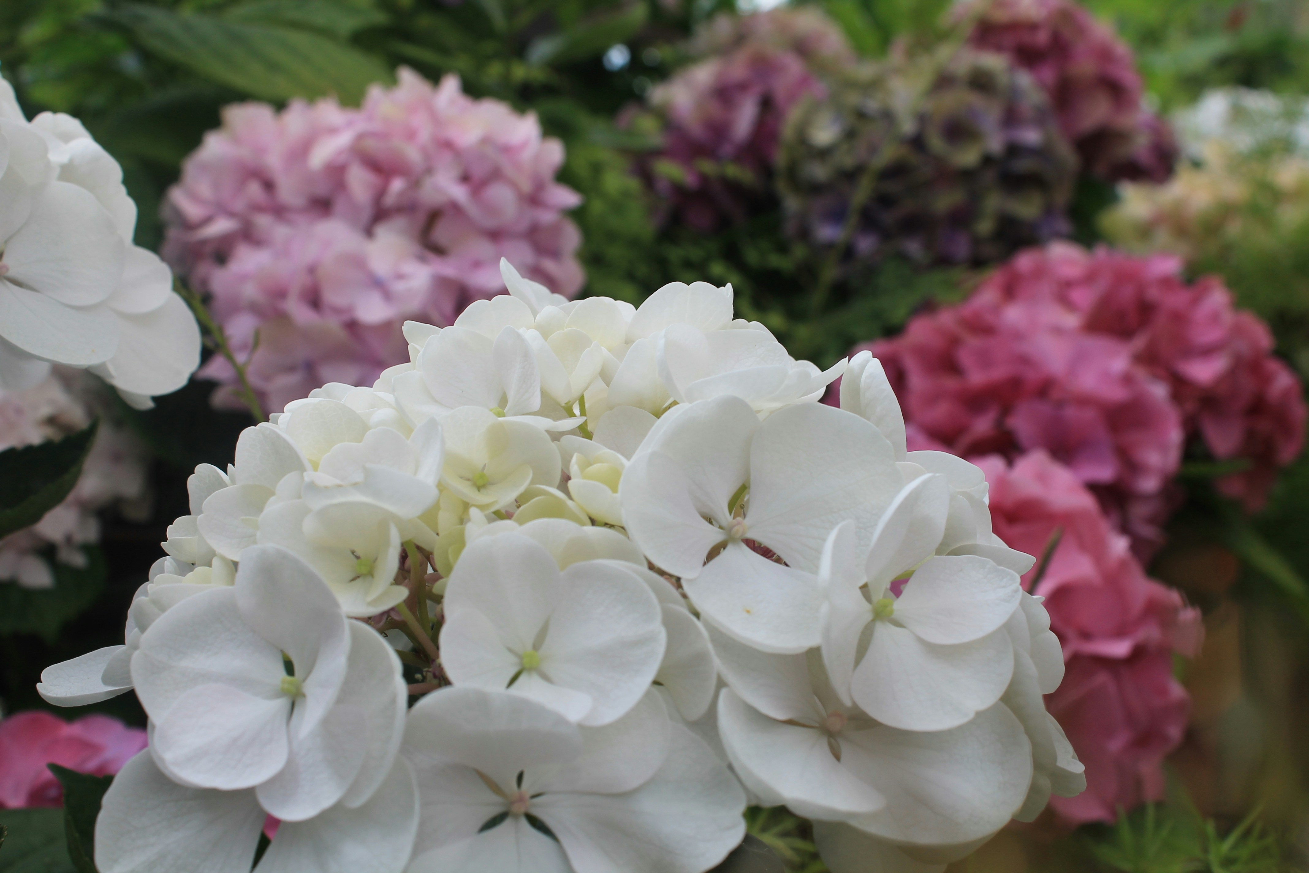 Photo by balesphotographyco