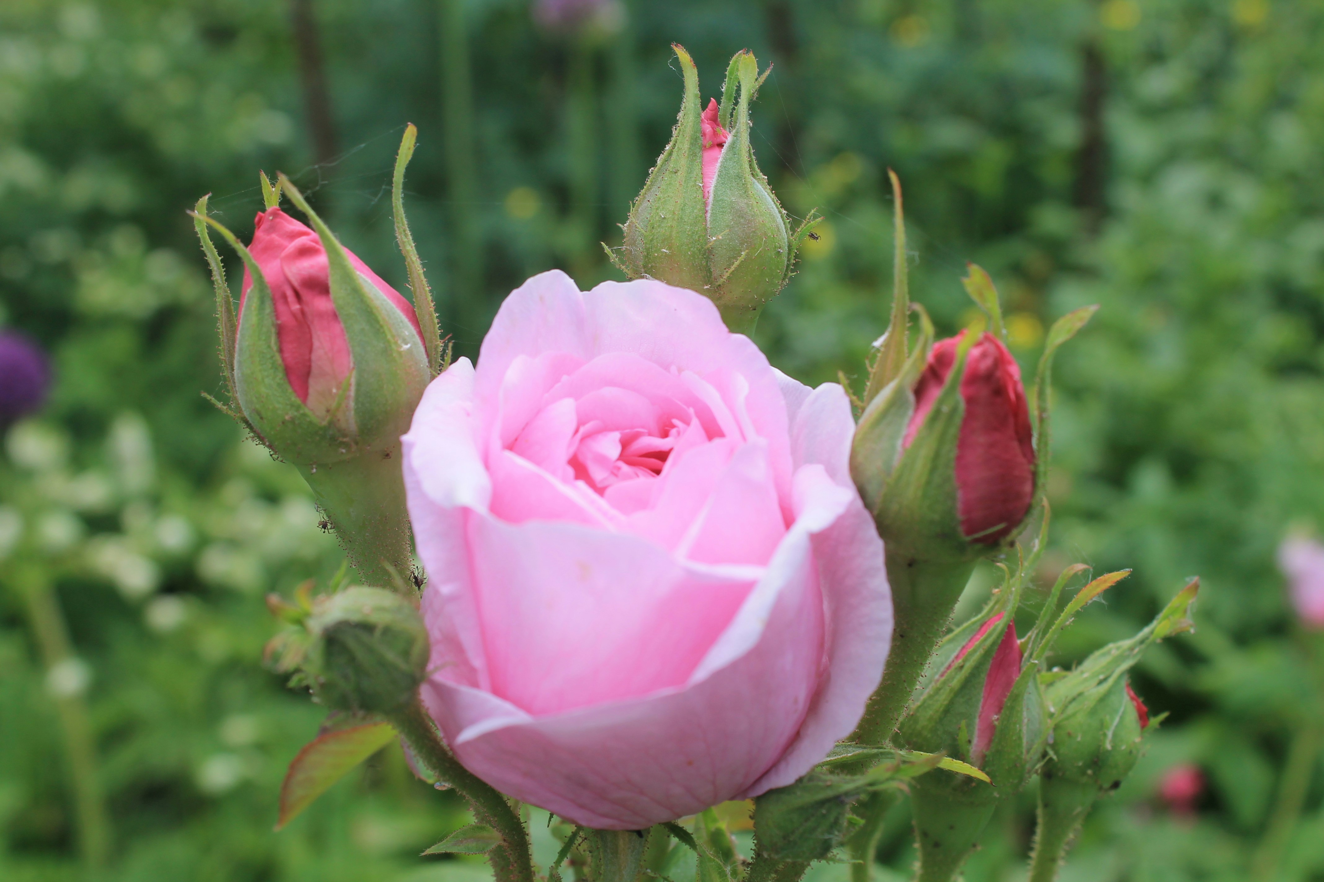 Photo by balesphotographyco