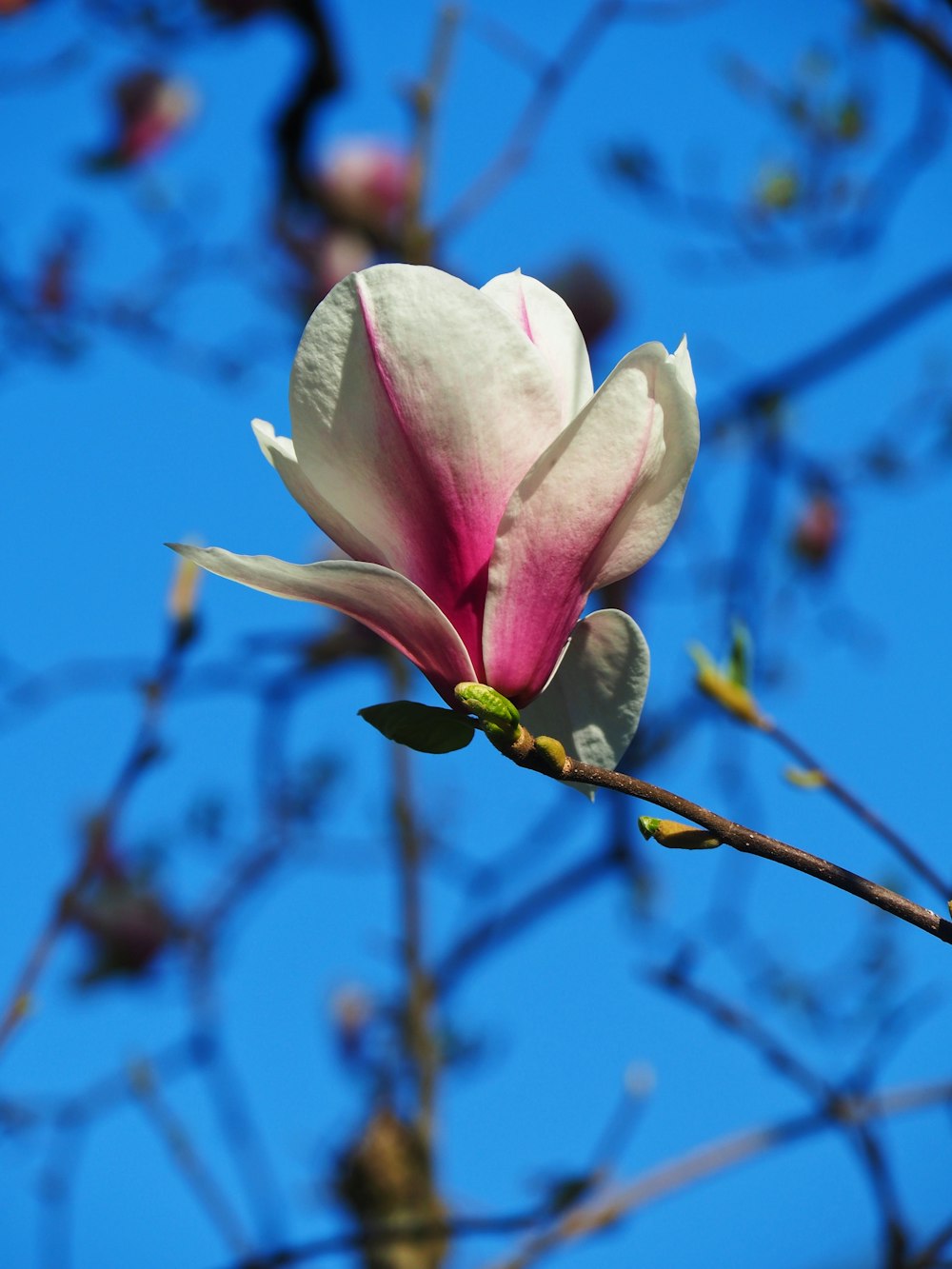 a white and pink flower on a tree branch