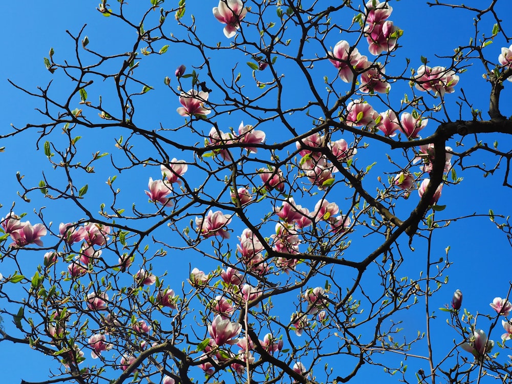 the branches of a tree with pink flowers against a blue sky